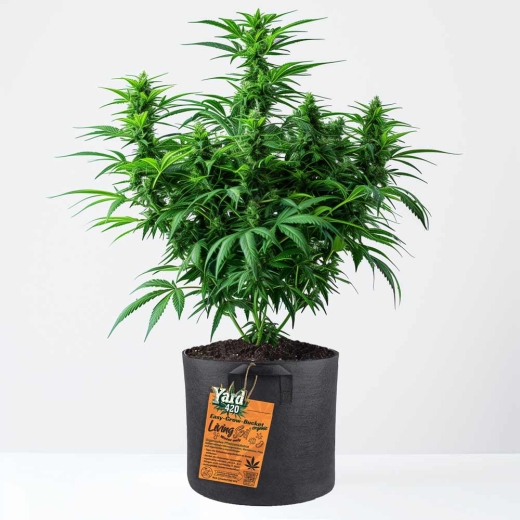 Grow Bucket Living Soil organic